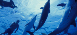cropped-dolphins.jpg