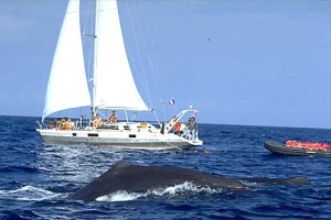 expedition boat with sperm whale