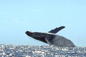 whale breaching copy